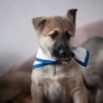 Щенок в добрые руки, в Одинцово