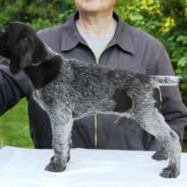 Продам щенков дратхаара от элитных рабочих собак, в Солнечногорске