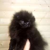 Подросток шпица, в Санкт-Петербурге