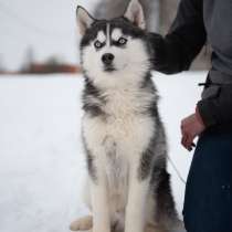 Подрощеные хаски, в Москве