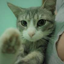 Котенок самый ласковый, в Москве