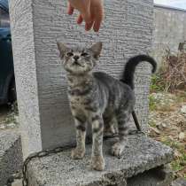 Котенок ищет дом!, в Новороссийске