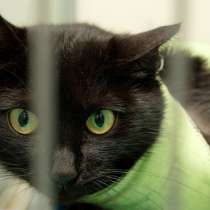Зеленоглазая кошечка Магнезия, в Москве