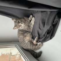 Отдам даром кота, к лотку приучен, ест все, в Екатеринбурге