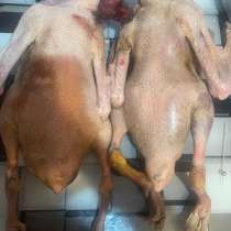 Гусь домашний, в Орле