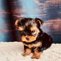 Йоркширский терьер, в Уссурийске