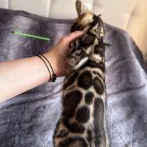 Бенгальские котята, в Москве