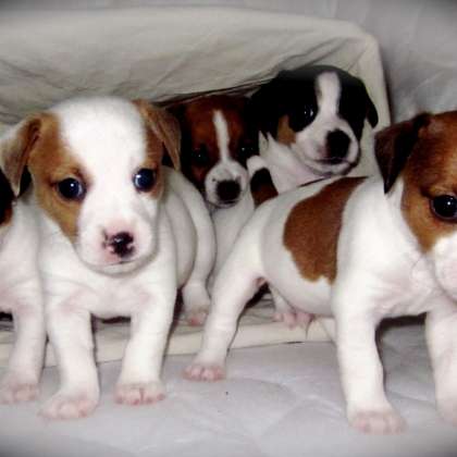 Джекирассел щенки полоска белая. Джек рассел щенок 1 месяц. Джекирассел щенки полоска белая. Щенок джек рассел брокен 1 месяц. Джек рассел терьер 5 месяцев.