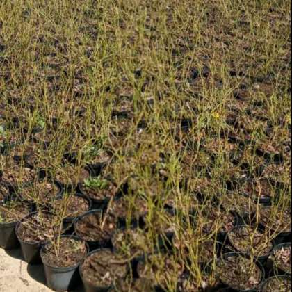 питомник фирма кассиопея саженцы. клевер пестролистный. выгоничи саженцы. саженцы гомель. саженцы гомель.