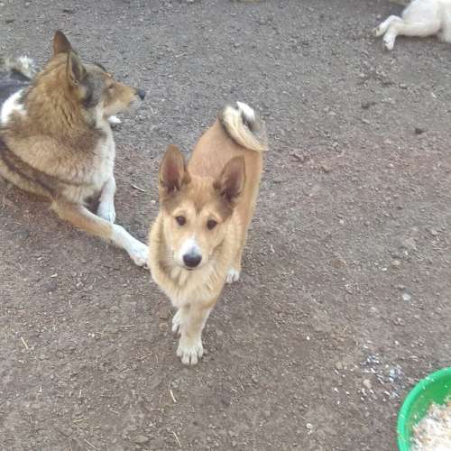 Собаки озерск. Собаки озерск. О продаже собаки в озерске. Собаки озерск. Собаки озерск.