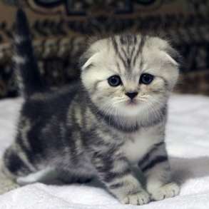 Очаровательные малыши (британские и шотландские котята), в Москве