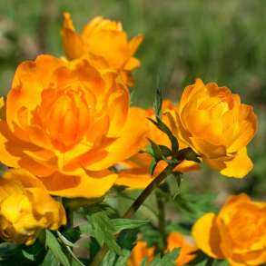 Сибирская купальница азиатская, в Томске