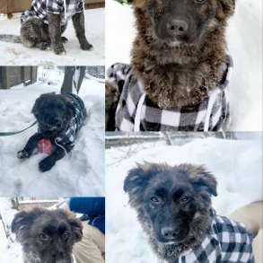 Шикарные щенки метисы овчарки бесплатно, в Москве