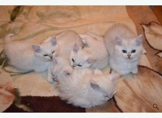 Породистые котята в Кисловодске фото 9