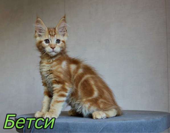 Maine Coon Red