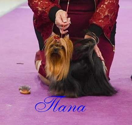 Щеки Йоркширского терьера. Девочка супер мини в Москве фото 8