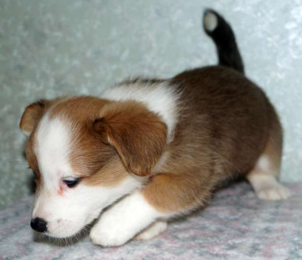 Щенки вельш корги кардиган в Москве фото 17