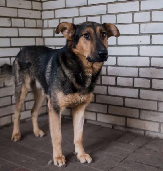 Разумный ласковый молодой пес в Санкт-Петербурге фото 15