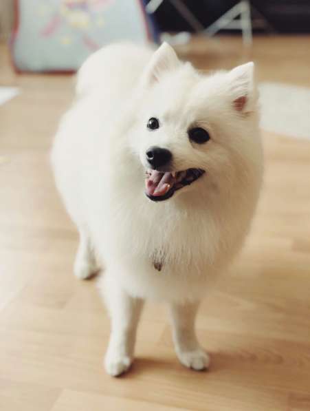 Японский шпиц. Девочка в Екатеринбурге фото 13