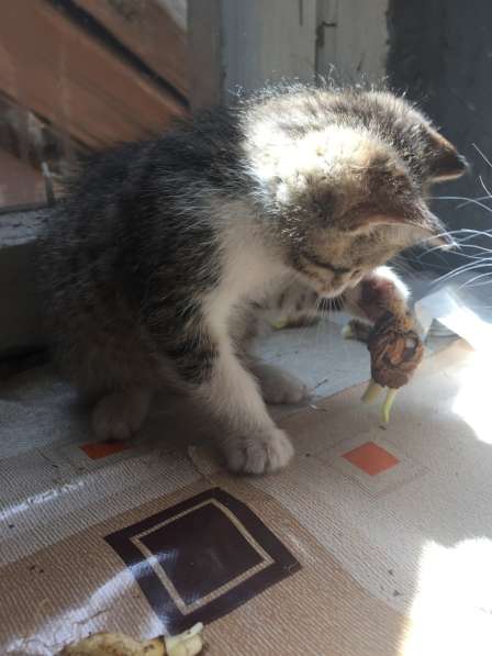 Котята в подарок) в фото 6