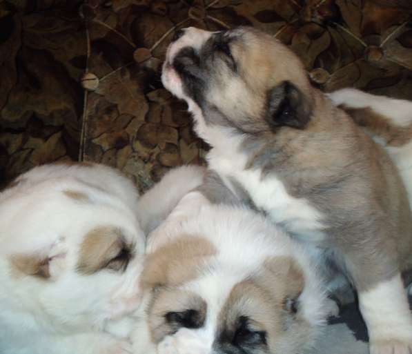 Щенки АЛАБАЯ в Барнауле фото 10