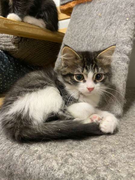 Чудесные котята ищут семью в Москве фото 6