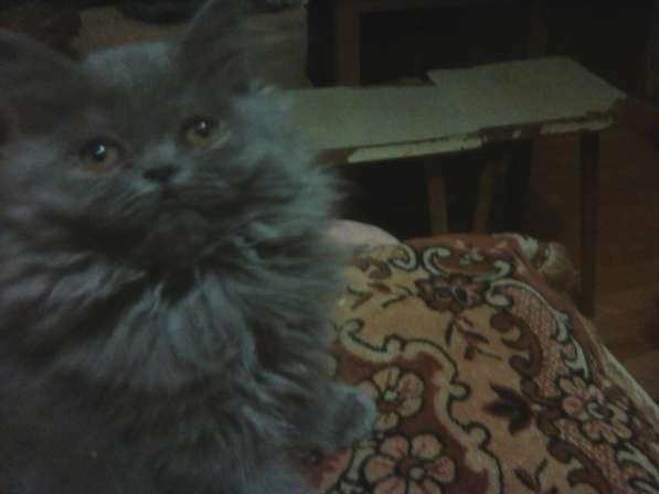 Персидские котятки в Москве фото 5