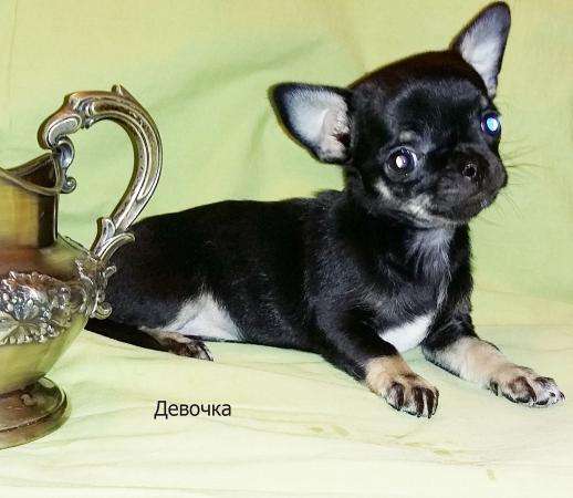 ЧИХУАХУАЗамечательная мини-девочка в Санкт-Петербурге фото 6