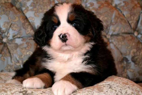 Щенки бернского зенненхунда из питомника в Москве фото 29