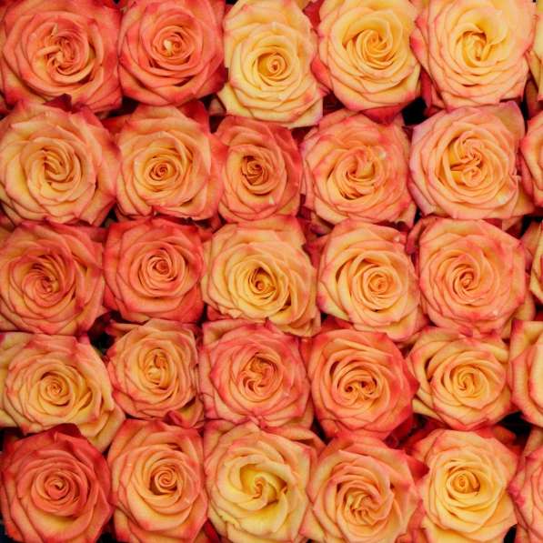 Розы из Эквадора по самым низким ценам в России в Москве фото 3