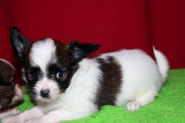 Папийоны в Ростове-на-Дону фото 19