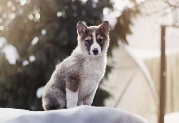 Щенок Ося ищет доброго хозяина! в Москве фото 28