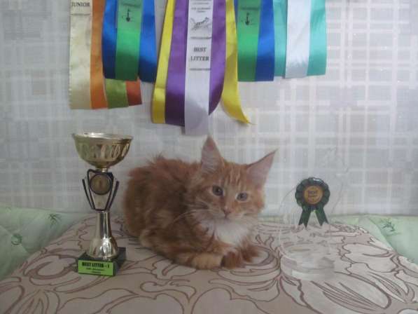 Котята Мейн-Кун в Братске фото 5