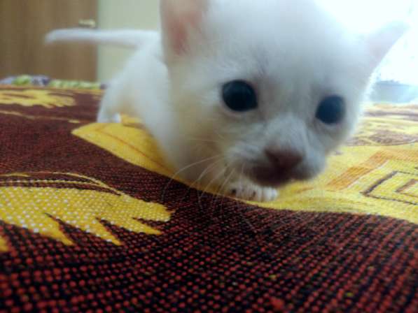 Котёнок донской сфинкс. браш, белый в Прокопьевске