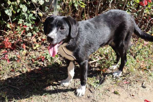 Отдаю собаку в добрые руки в Саратове фото 17