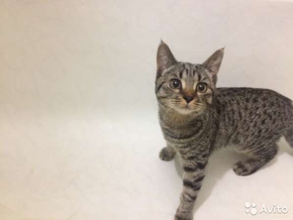 Кот Маркиз в Москве фото 6