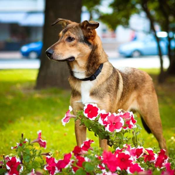Очаровательная собачка компактного размера в Санкт-Петербурге фото 63