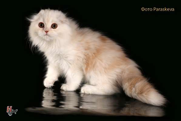 Докторица в Санкт-Петербурге