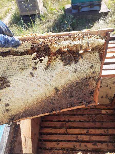 Мёд урожай 2020 в Орске