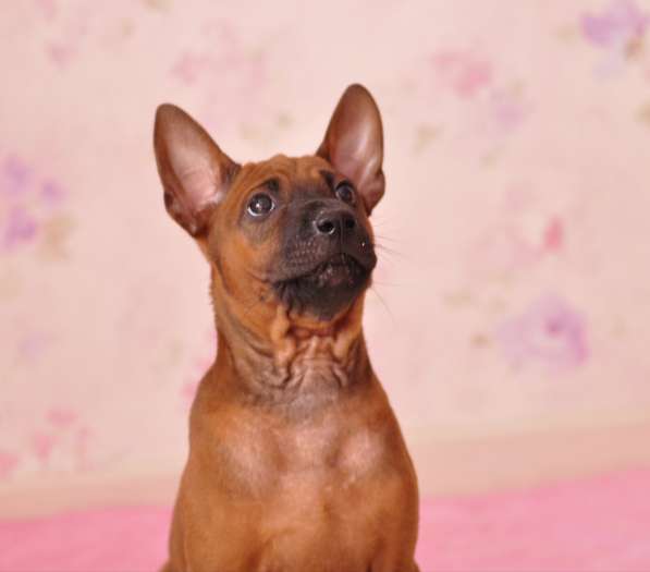 Щенки Тайского риджбека в фото 14