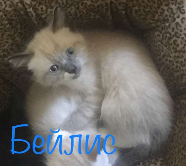 Котята в добрые руки в Туле фото 8