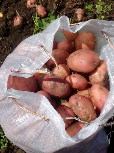Картофель и овощи оптом со склада в Краснодаре фото 4