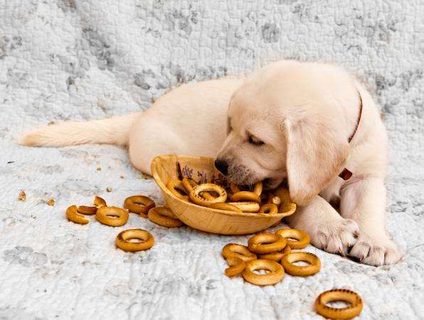 Высокопородные щенки лабрадора в Санкт-Петербурге фото 5