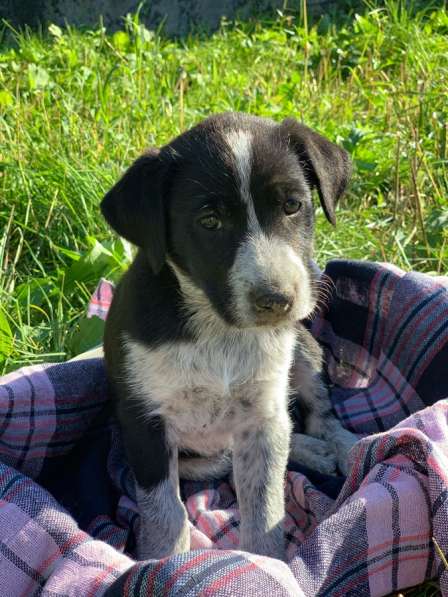 Щенки-охотники в надежные руки в Москве