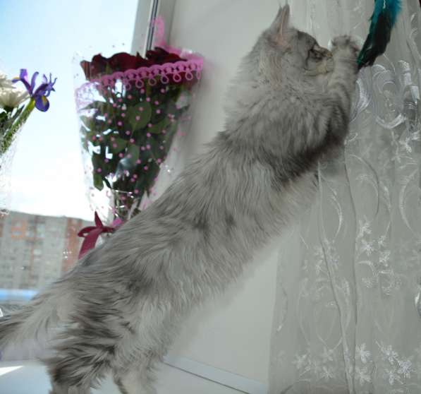 Свободны шикарные котята мэйн-куны редких окрасов в Москве фото 8