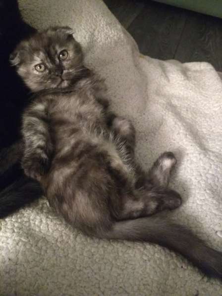 Шотландская вислоухая Скоттиш фолд