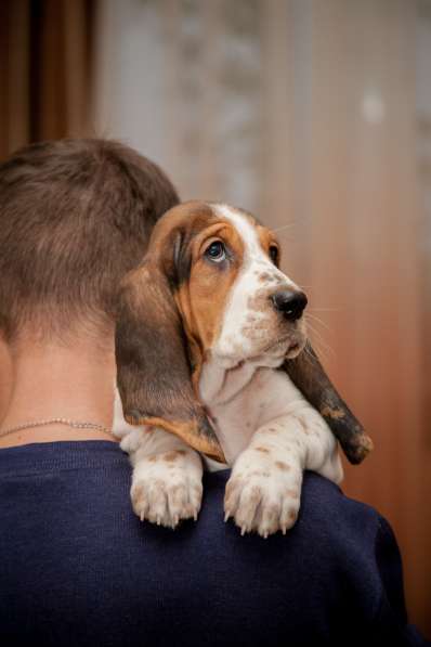 Щенки Бассет-хаунд в Армавире фото 21