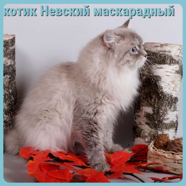 Котята разных пород и окрасов, алиментные котята в Москве фото 10