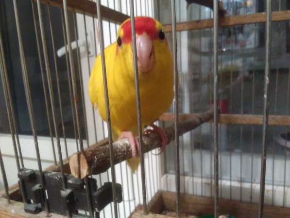 Продам попугая какарика в Пензе фото 3