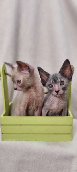 Продаются котята породы Lykoi (Ликой, кошка-волк) в Санкт-Петербурге фото 18